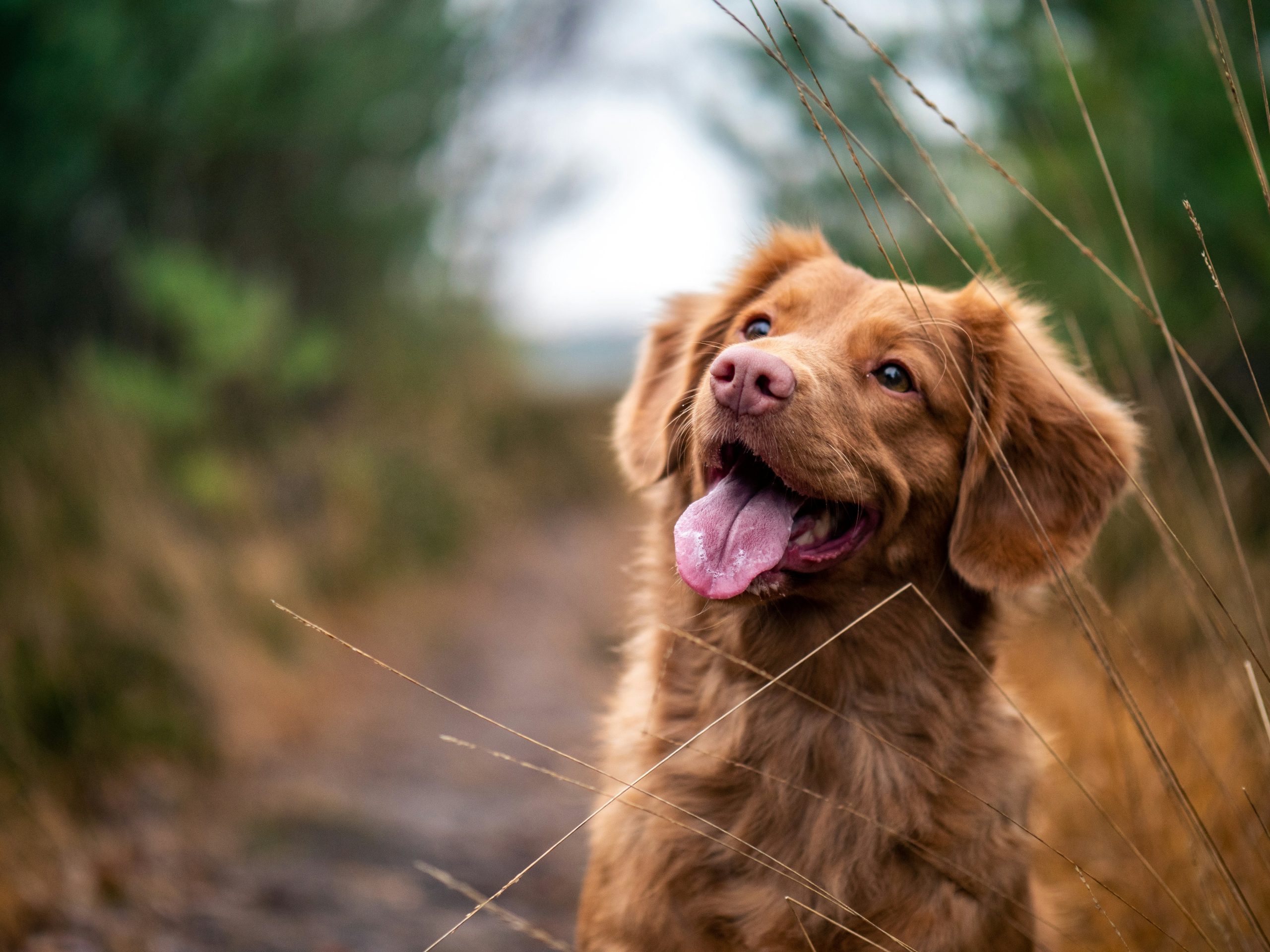 Pet care guide?>